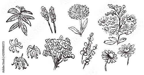 Obraz na płótnie Hand Drawn Natural Herb Doodle Set
