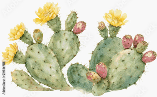 Sunny Pad prickly pear cactus isolated watercolor vector illustration svg