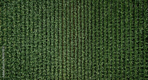 Aerial View of Lush Green C...