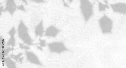 Leaves Shadows on White Bac...