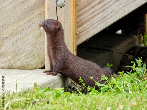 Mink making a very speedy appearance scanning the area  in search of a snack while posing perfectly for a second or two.