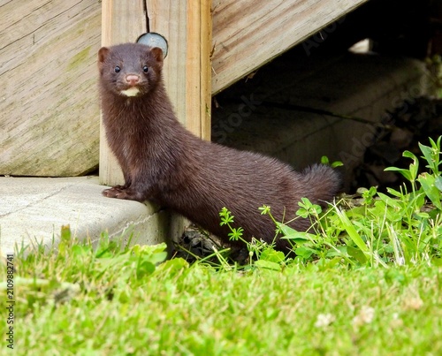 Mink making a very speedy appearance scanning the area  in search of a snack while posing perfectly for a second or two.