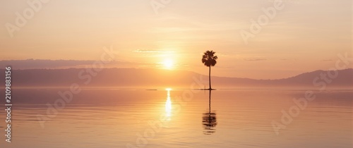Solitary Palm Tree Silhouet...