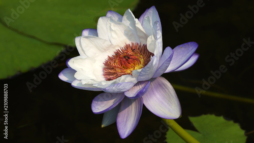 Quadro su tela water lily in the pond