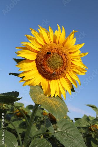 Bright yellow sunflower with bees feeding in a summer field under a clear blu...
