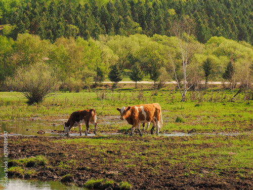 Картината върху платно cows grazing in a field