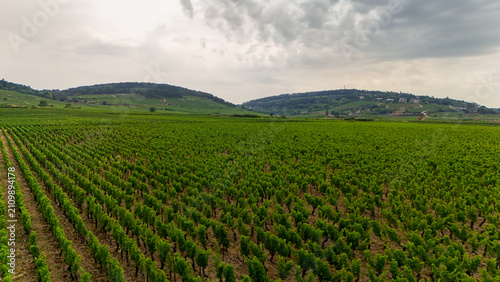 Aerial view of a Burgundy vineyard near Beaune, France, featuring vines, viticulture, agriculture, chardonnay wine production, and orderly rows across the landscape.