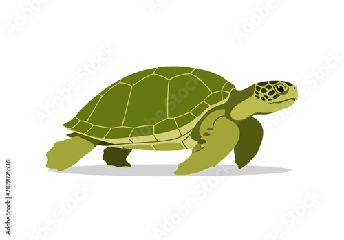 Green Turtle Walking on Land Slowly.