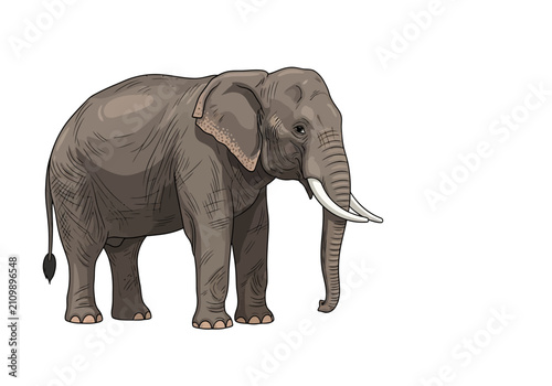 Bild auf Leinwand Large Gray Elephant Standing Alone.