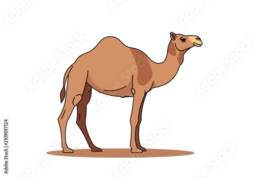 фотографія Brown camel standing on ground.