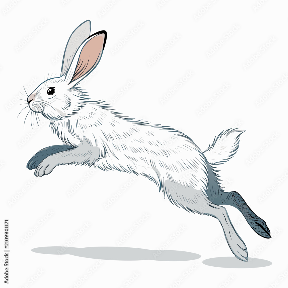 Obraz premium dynamic vector silhouette of a fluffy angora rabbit jumping side view