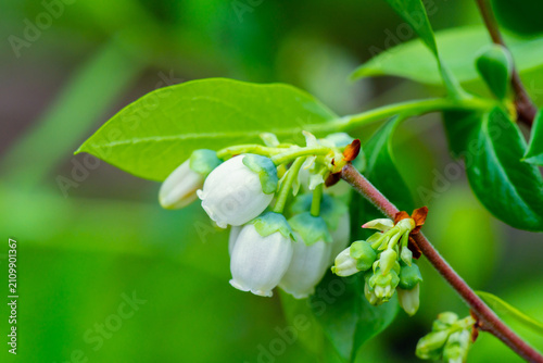 Blueberry flower cluster in summer garden. Macro. Selective focus.
