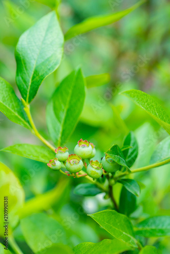 Green unripe blueberry on the plant in summer garden. Selective focus. Shallow depth of field.