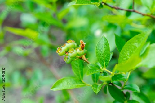 Green unripe blueberry on the plant in summer garden. Selective focus. Shallow depth of field.