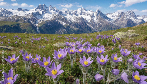 Bild auf Leinwand A field of purple pasqueflower blossoms in the alpine mountains with snow-covere