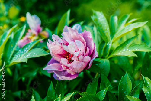 Macro of pink-purple Peony Pink Ardour. Close up. Selective focus.