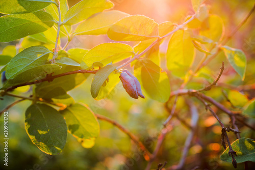 Honeysuckle branch with ripe berries in golden sunset light. Selective focus.