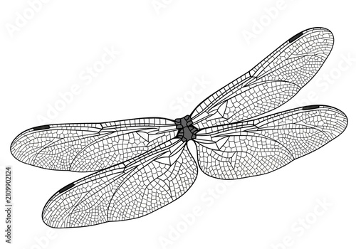 Photos Detailed Black and White Dragonfly Illustration.