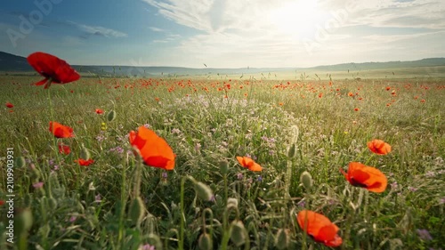 Close up slider shot moving smoothly right along beautiful blooming red poppy flowers in a field at sunset. Cinematic countryside nature footage under a blue sky with bright sunburst for summer travel