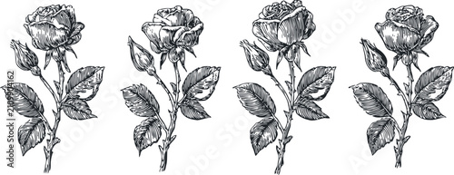 vintage rose botanical illustration set with blooming flower and leaf details