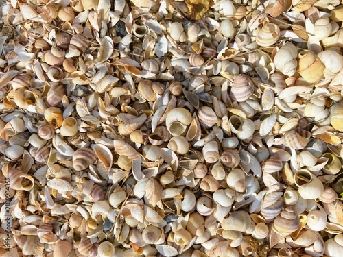 Foto A dense layer of beautiful seashells of various shapes and shades