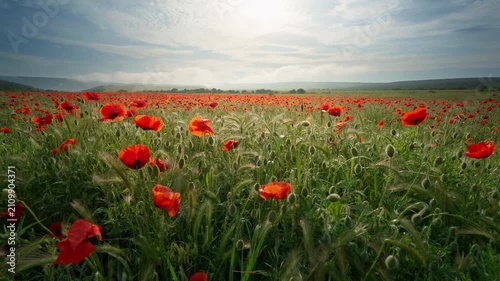 Close up slider shot moving smoothly right along beautiful blooming red poppy flowers in a field at sunset. Cinematic countryside nature footage under a blue sky with bright sunburst for summer travel