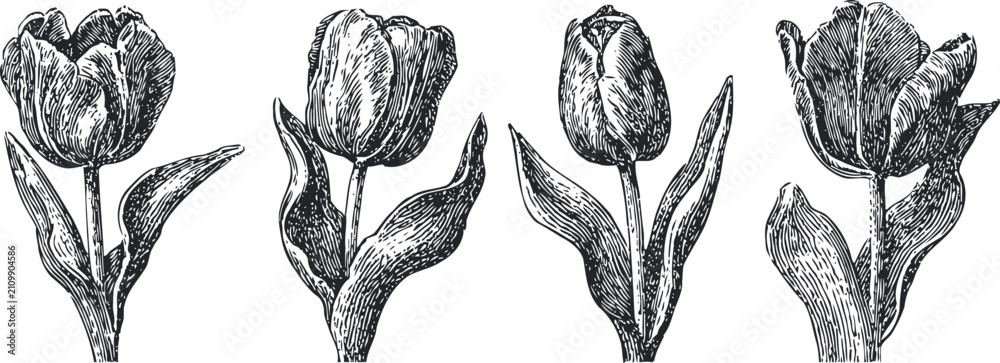 Obraz premium vintage engraving of tulip flowers with leaves set botanical floral illustration