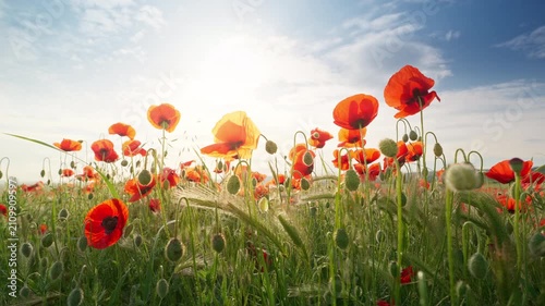 Close up slider shot moving smoothly right along beautiful blooming red poppy flowers in a field at sunset. Cinematic countryside nature footage under a blue sky with bright sunburst for summer travel