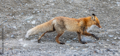 Fotografía The red fox (Vulpes vulpes) is widespread throughout Norway - here in the area a