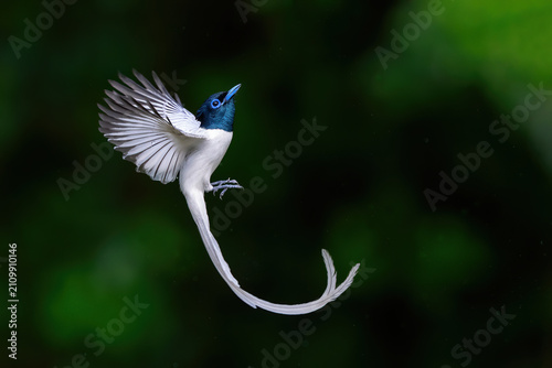fish on blue background