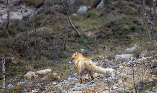 Obraz na płótnie The red fox (Vulpes vulpes) is widespread throughout Norway - here in the area a