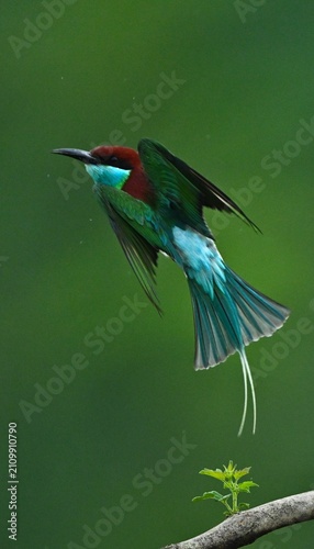 bee eater perched on branch