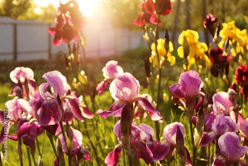 Bilde på lerret Multicolored irises bloom in the rays of the sun.