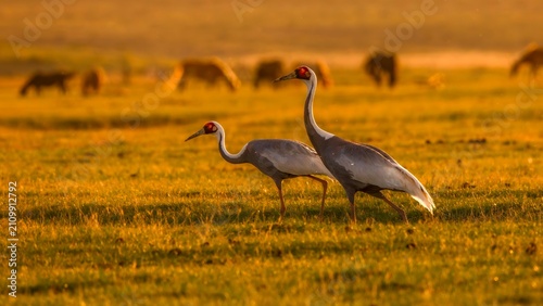 great blue heron in the marsh