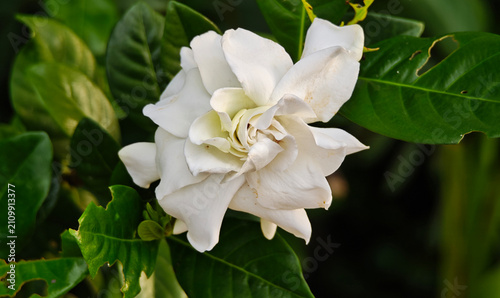 White gardenia flower blooming among green leaves