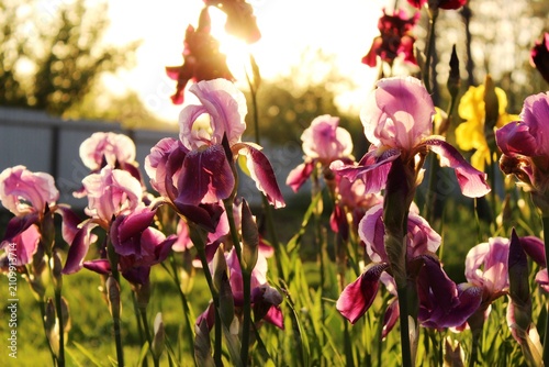 Obraz na plátně Multicolored irises bloom in the rays of the sun.