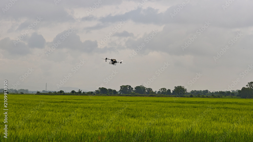Fototapeta premium Agriculture drone fly to sprayed fertilizer on the rice fields. Industrial agriculture technology.