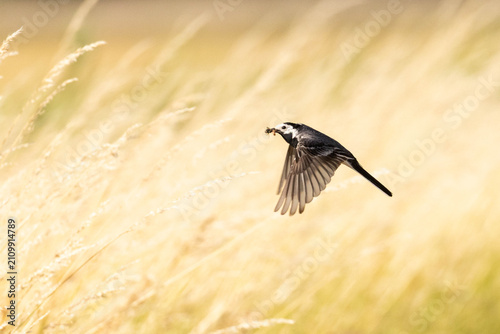 Foto Bachstelze im Flug mit Futter im Schnabel