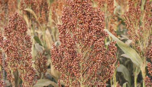 Fotografía Close up view of sorghum plant heads with clusters of small round brown grains g