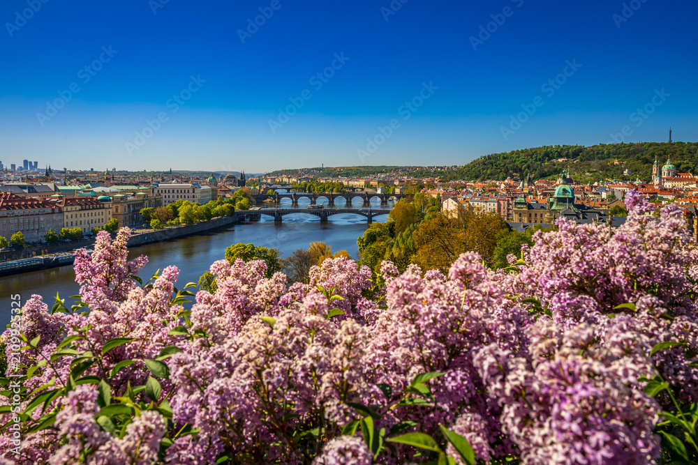 Obraz premium Spring view of Prague bridges over Vltava River and National Theatre framed by pink blossoms, Czech Republic.(UNESCO)