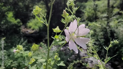 Garden tree mallow (Malva thuringiaca)