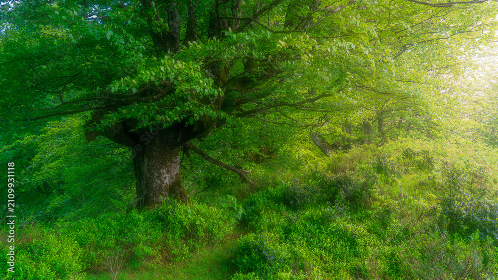Obraz premium An illuminated path on the forest in the basque country