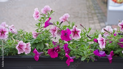   Beautiful petunias in a long box on a city street.                             