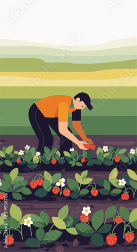 Farmer picking strawberries in a field with green hills