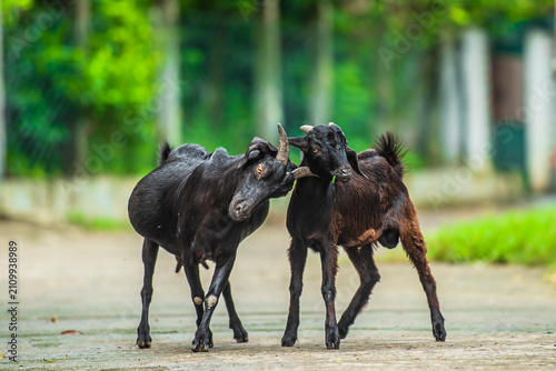 фотографія Two small-horned Black Bengal goats are clashing with each other to assert their dominance in an Indian setting