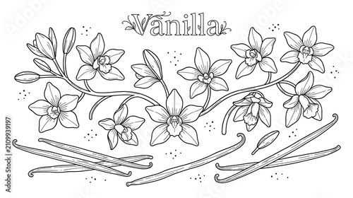 Foto Vanilla orchid flowers and pods botanical illustration for coloring