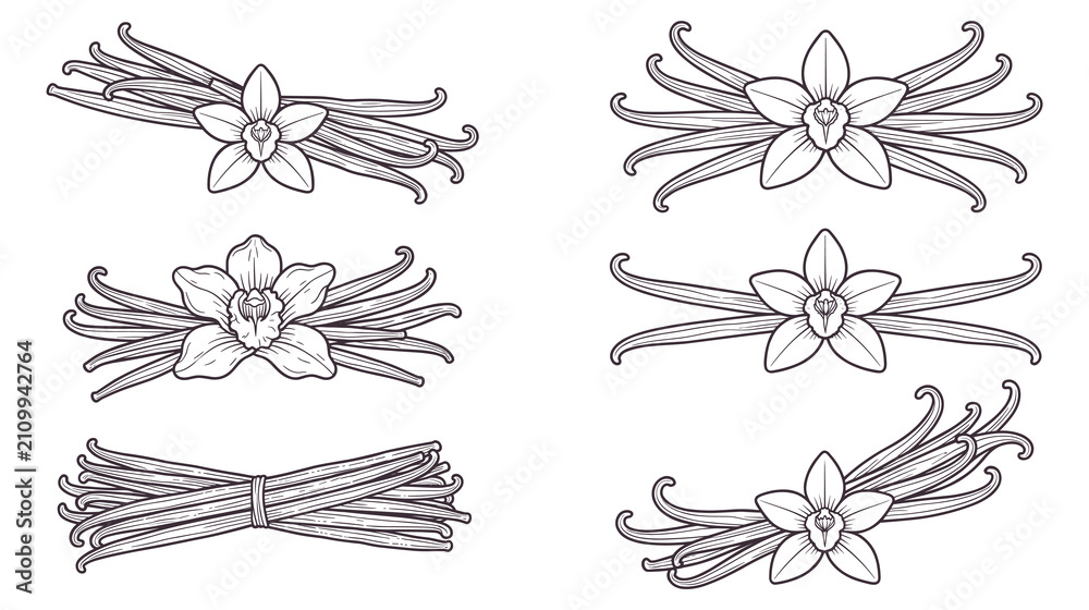 Obraz premium Vanilla flower and dried spice pods decorative borders and dividers.