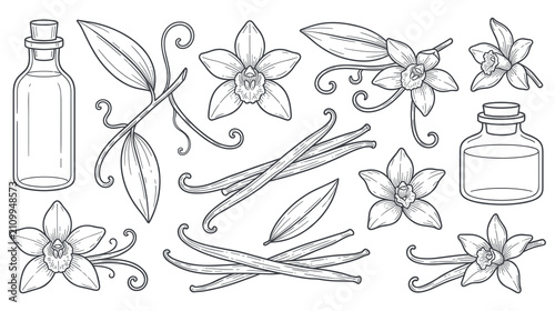 Quadro su tela Vanilla orchid flowers beans and essence bottles sketch.