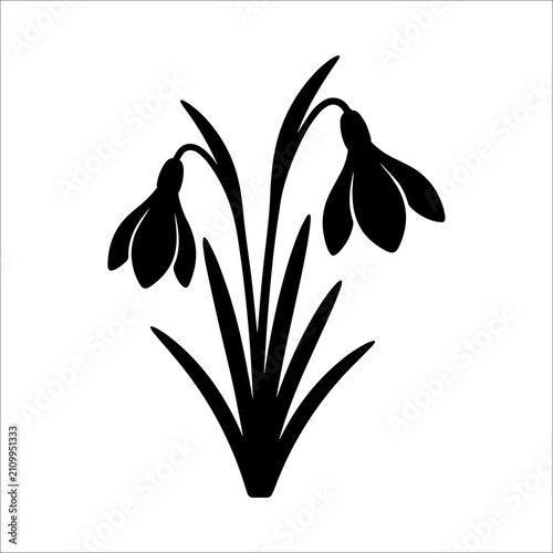 Black silhouette of two delicate snowdrop flowers with long thin leaves and drooping bell shaped petals isolated on a plain white background