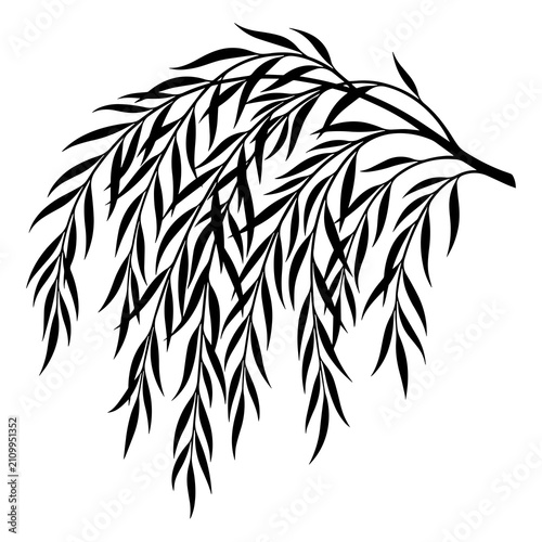 Black silhouette of a weeping willow branch with long hanging leaves isolated on a white background, for botanical